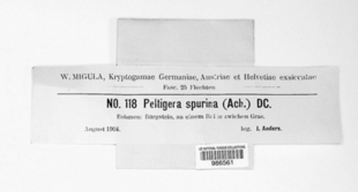 Peltigera didactyla image